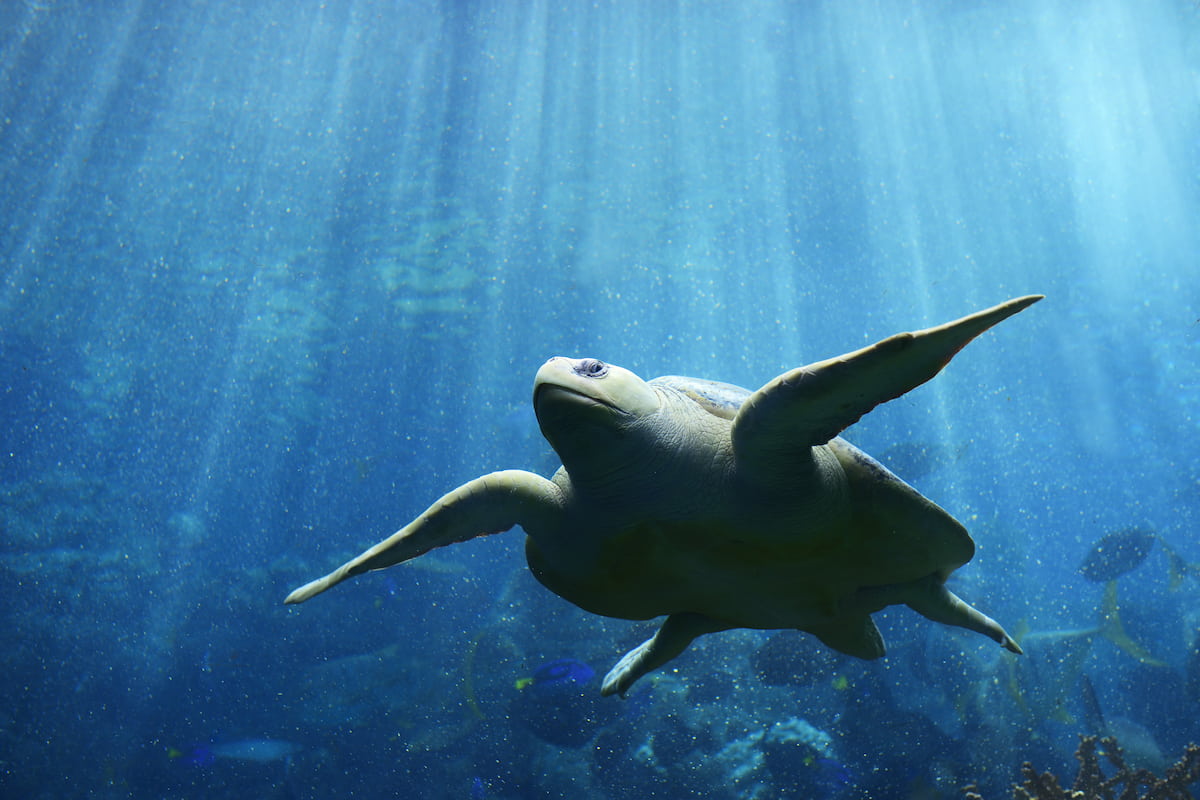 A sea turtle swimming underwater.