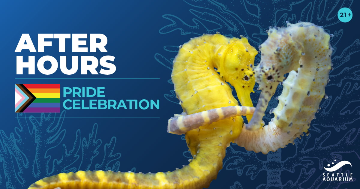 Two yellow seahorses wrapped around each other over a blue gradient background. "After Hours: Pride Celebration" is written on the left along with a pride flag.