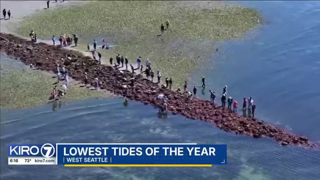 An overhead shot of a large group of people exploring the beach.