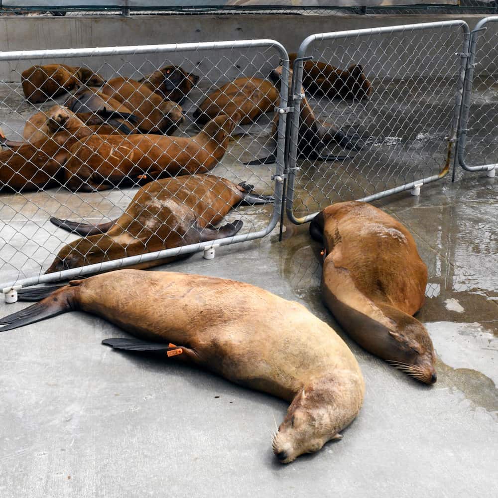 California sea lions resting on the ground.