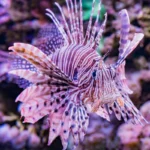 Red lionfish in its habitat at the Seattle Aquarium.