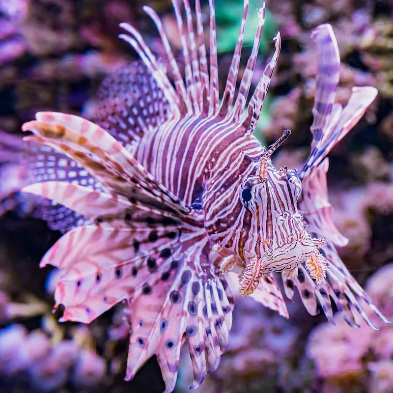 Red lionfish in its habitat at the Seattle Aquarium.