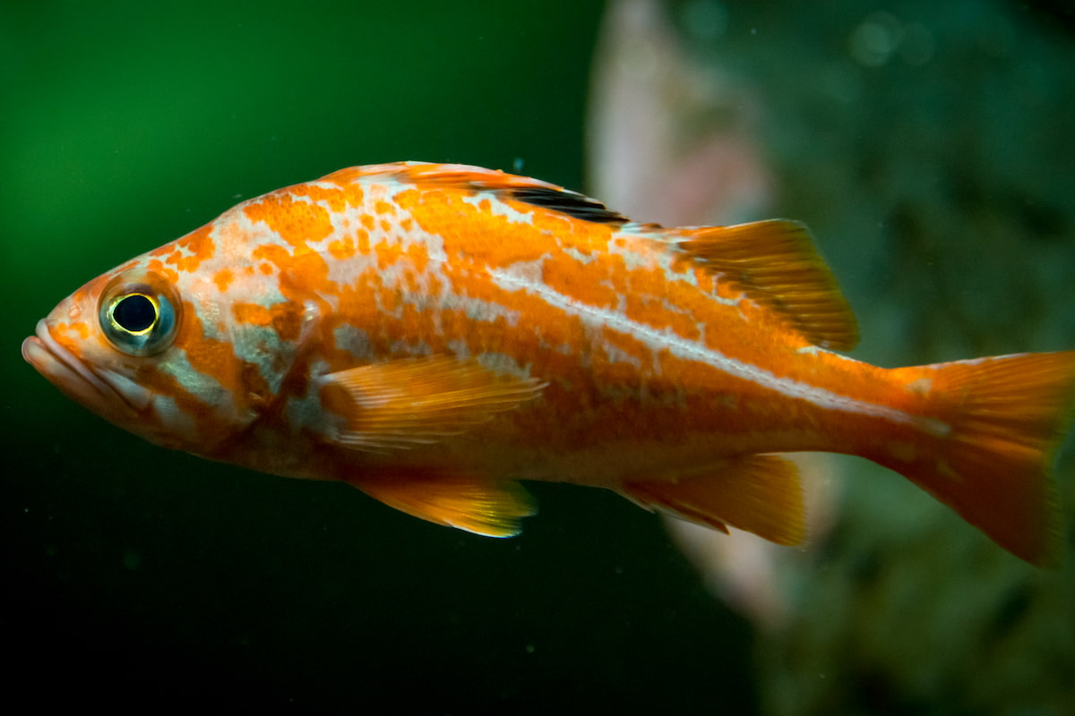A canary rockfish.