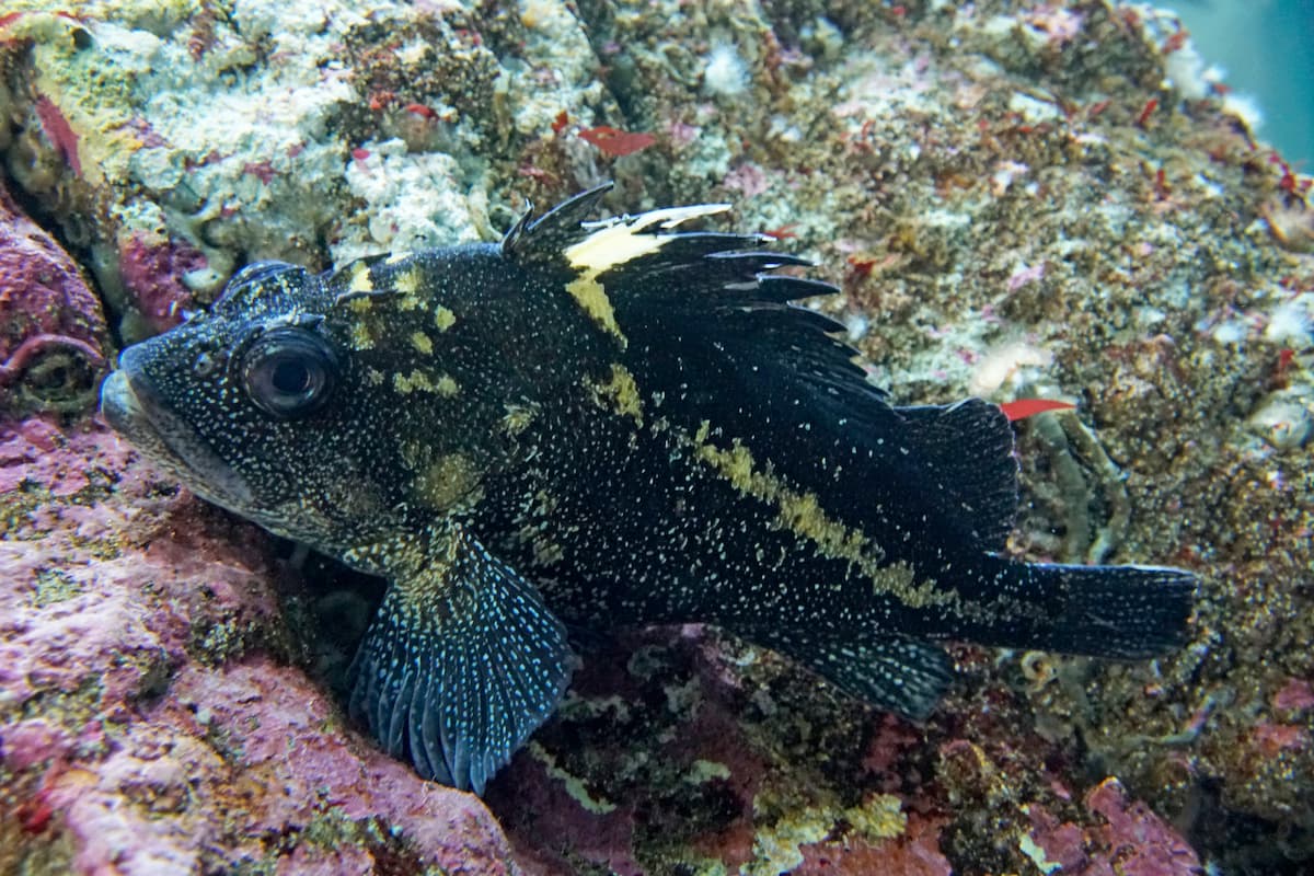 A China rockfish.