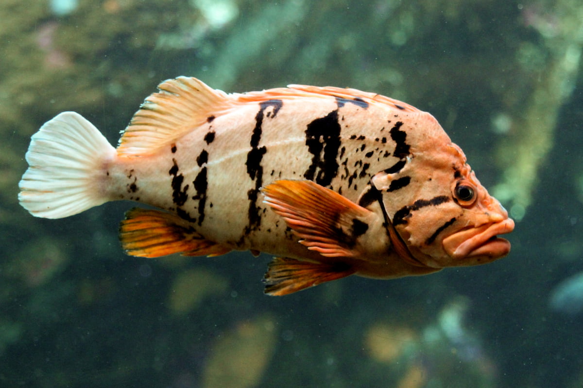 A tiger rockfish swimming.