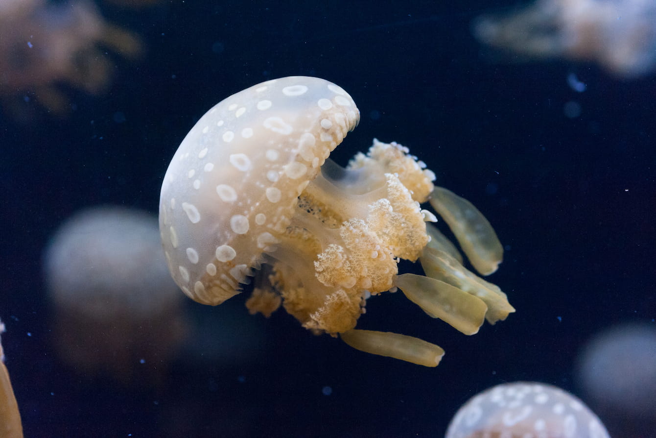 A spotted lagoon jelly swimming amongst other jellies.