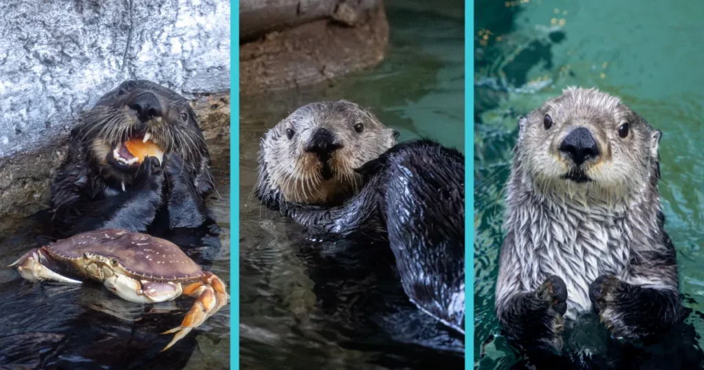 Three photos of sea otters Mishka, Ruby and Sekiu lined up side-by-side.