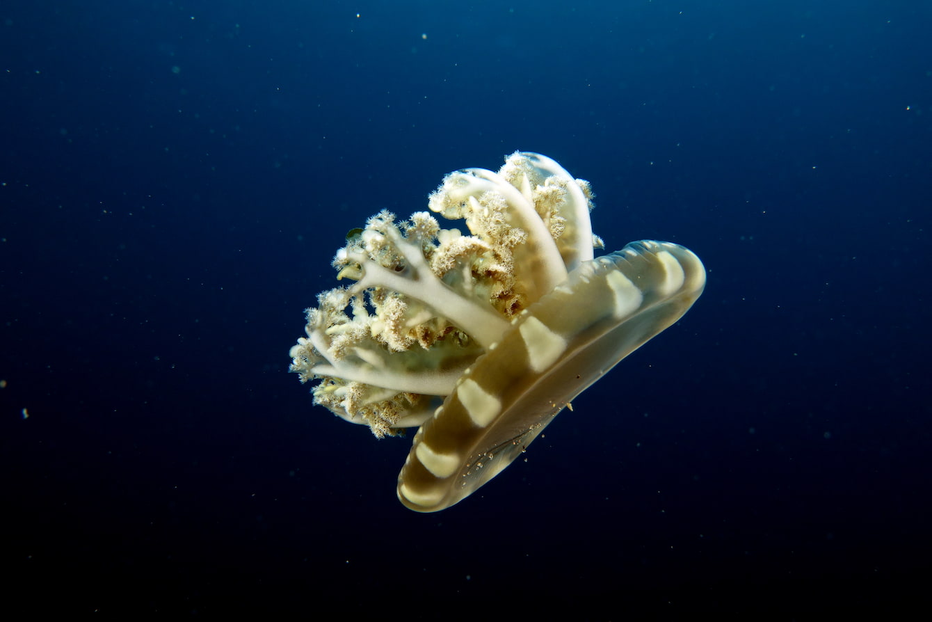 A single upside-down jelly swimming.
