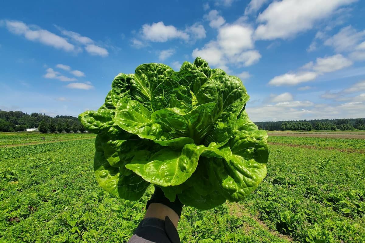 A large head of lettuce being held up in front of a farm.