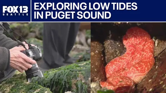 A person taking a photo of a sea cucumber on the beach. A blue banner across the top of the image reads "Exploring low tides in Puget Sound."
