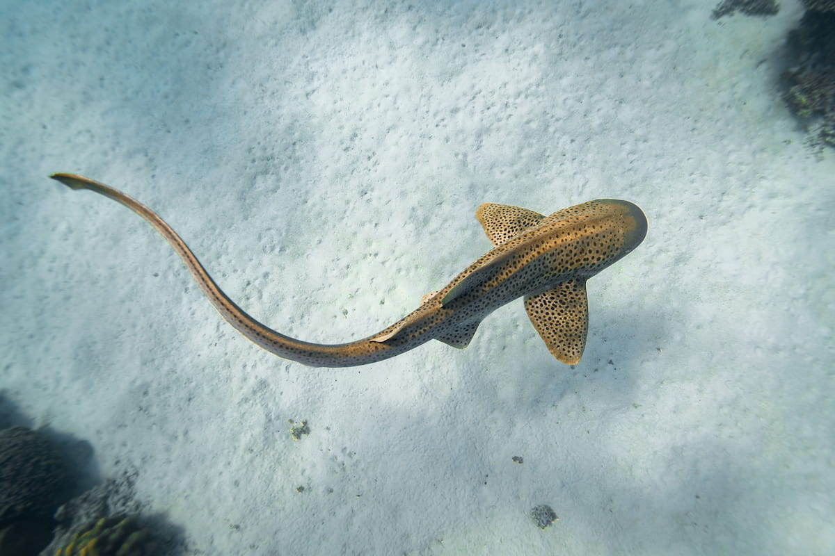 Gay whales and trans fish: celebrating queerness in the ocean