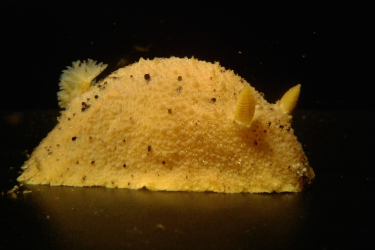 A yellow sea lemon crawling along a dark surface.
