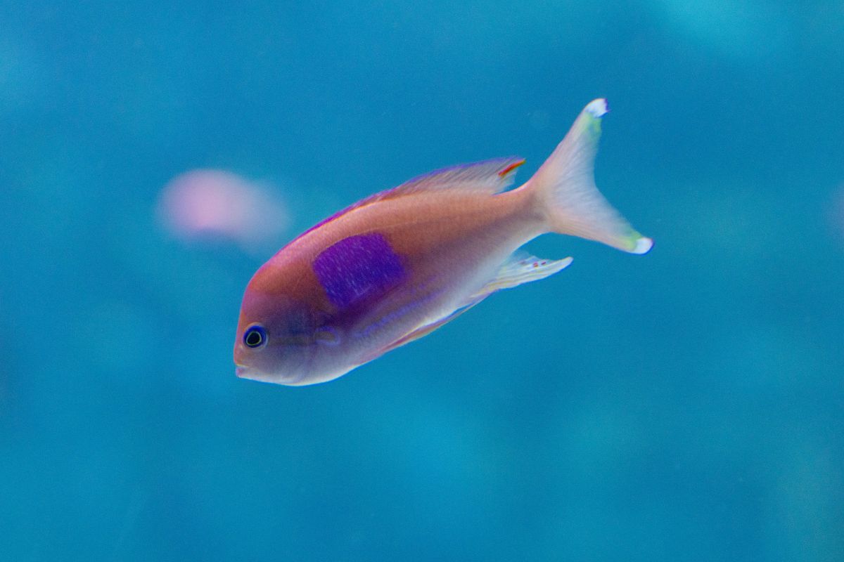 A squarespot anthias swimming in The Reef habitat at the Seattle Aquarium. This small, oblong fish is bright pink with a purple square on its side.