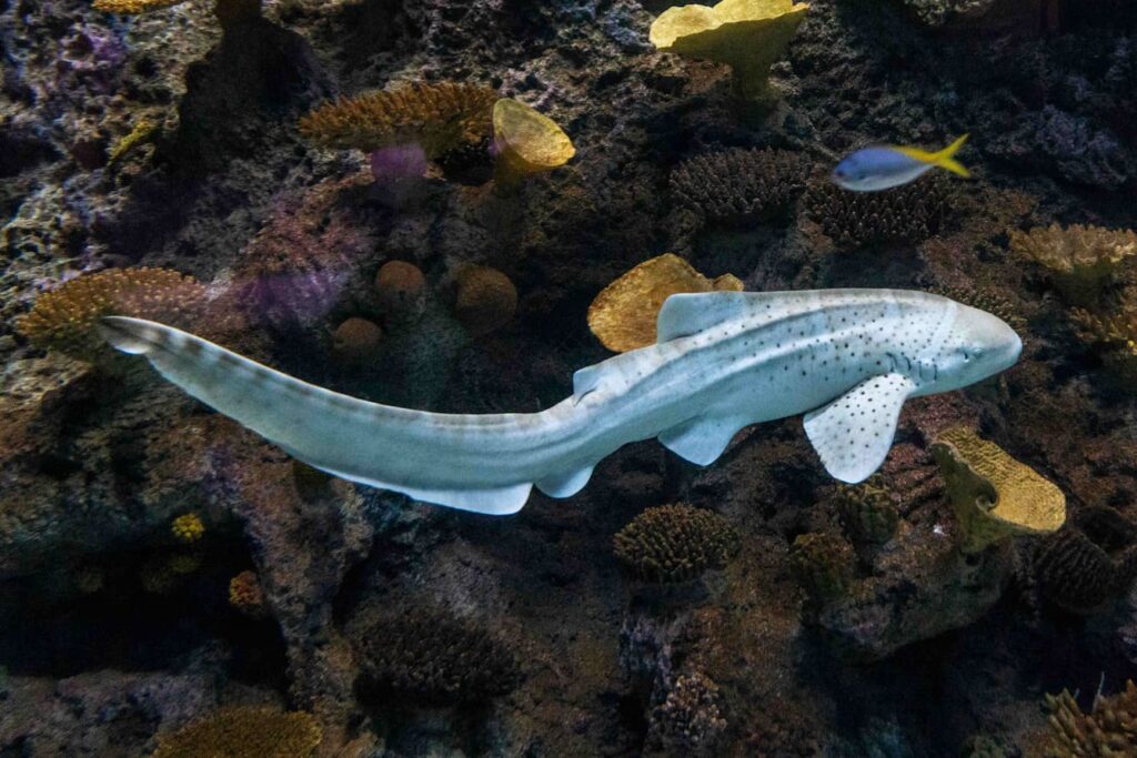 Indo-Pacific leopard shark Kuda swimming in The Reef habitat at the Seattle Aquarium.