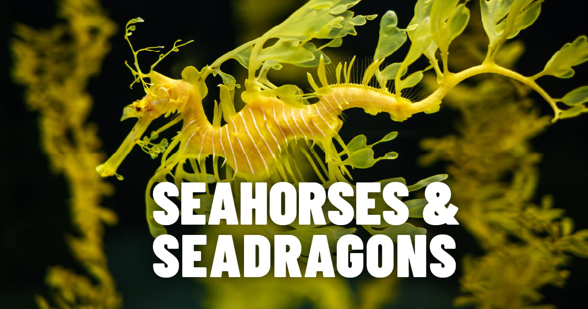 Lightning Talks: Seahorses and Seadragons event image