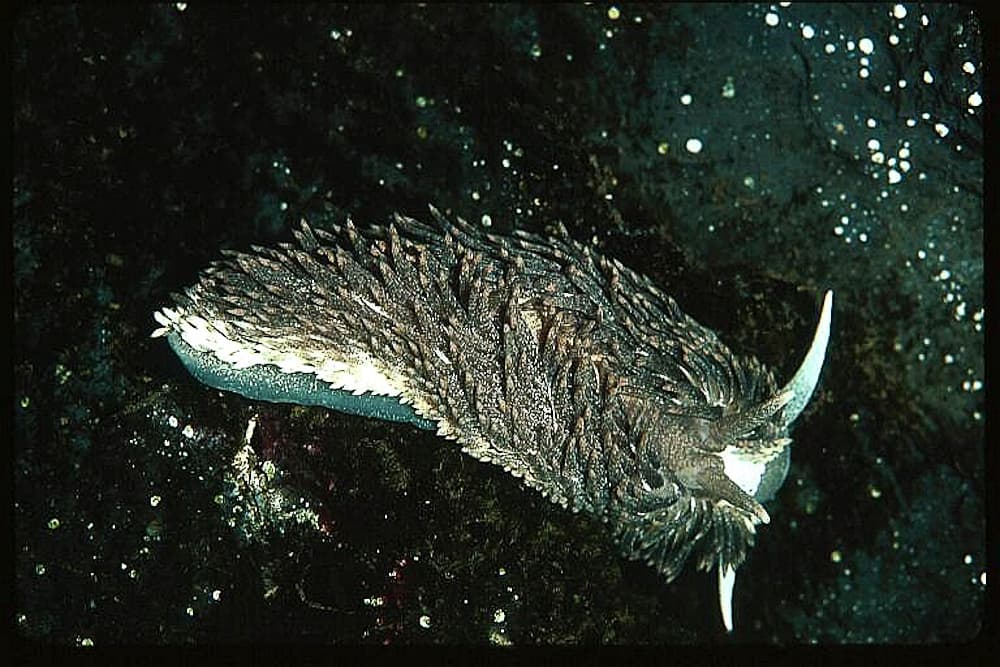 A shaggy mouse nudibranch underwater.