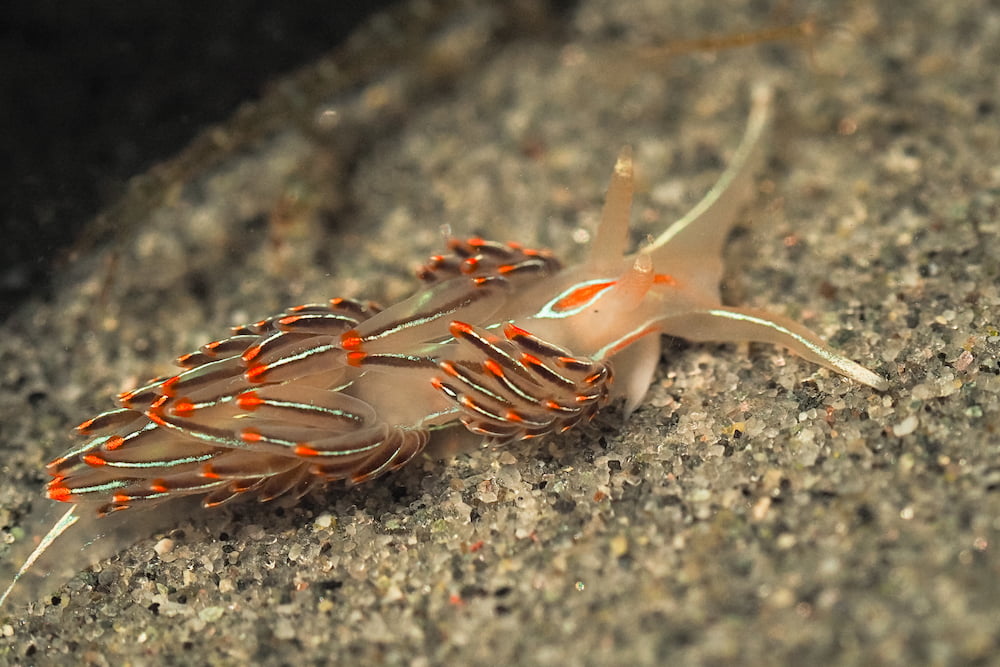 Getting to know nudibranchs