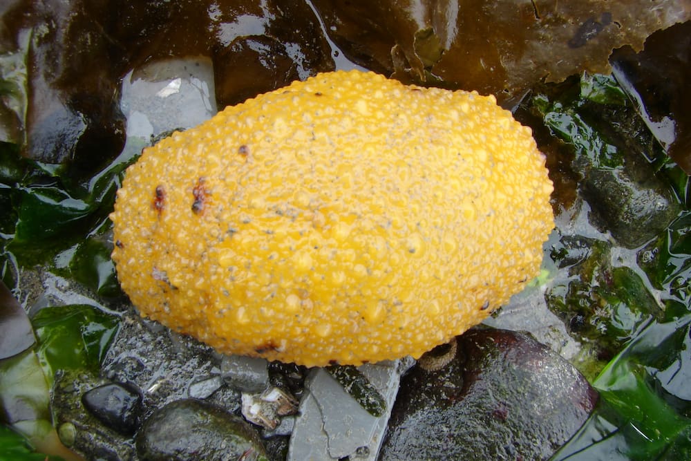 A yellow sea lemon on the rocky shore of a beach.