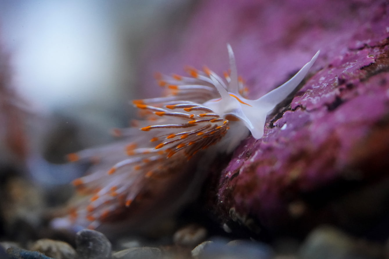 An opalescent nudibranch crawling along a purple rock.