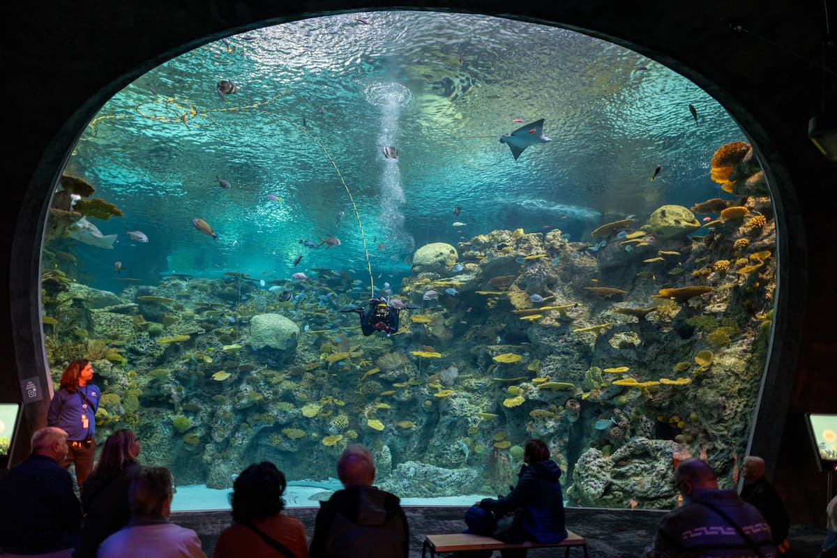 The Reef habitat in the Seattle Aquarium's Ocean Pavilion.