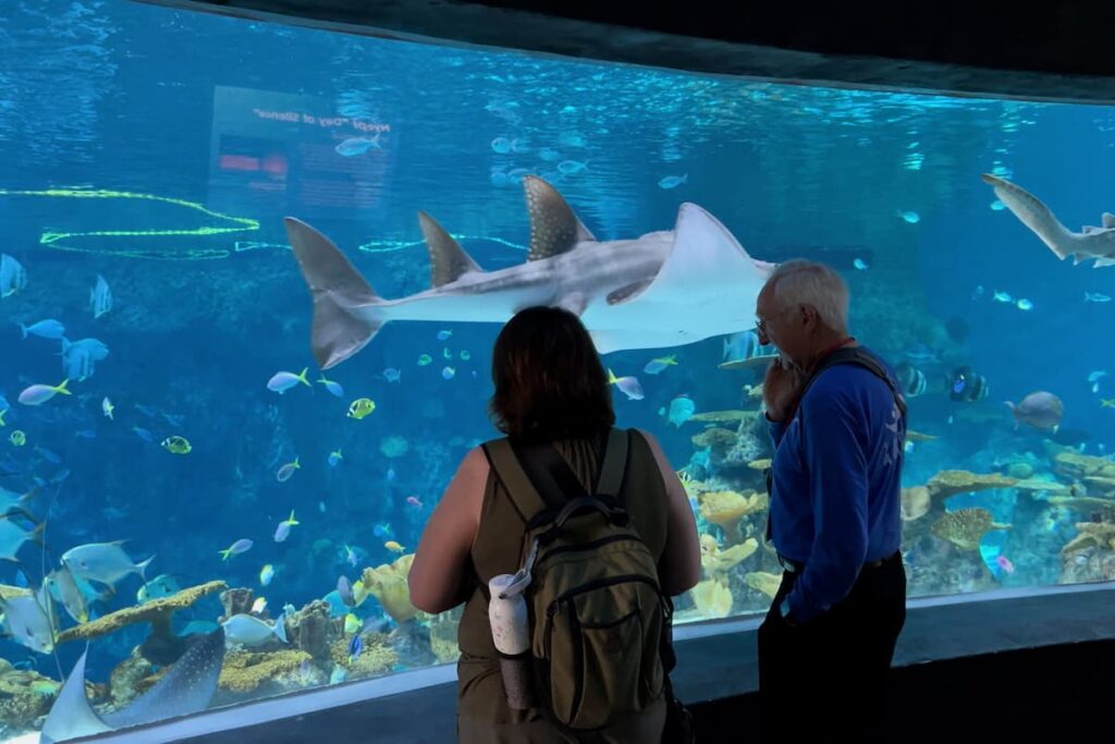 An Aquarium volunteer and a guest standing in front of The Reef habitat in the Ocean Pavilion. Rhina the bowmouth guitarfish is swimming past.