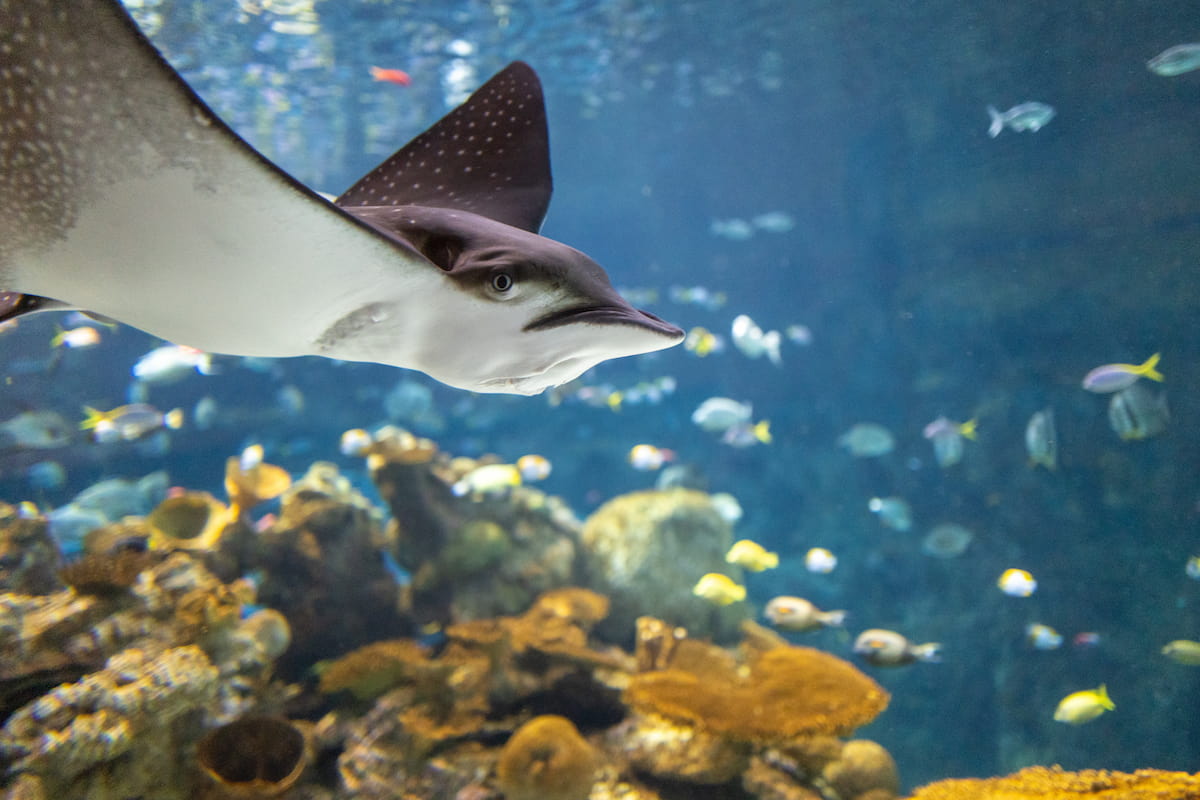 Quiz: Do you know the Spanish names of ocean animals?