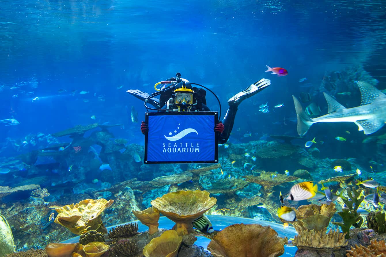 A diver in The Reef habitat holding a blue sign with the Seattle Aquarium logo.