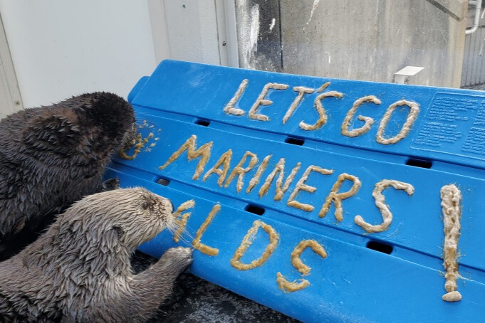 Sea otters Mishka and Sekiu devouring a treat made of frozen fish that spells out "Let's go Mariners ALDS!"