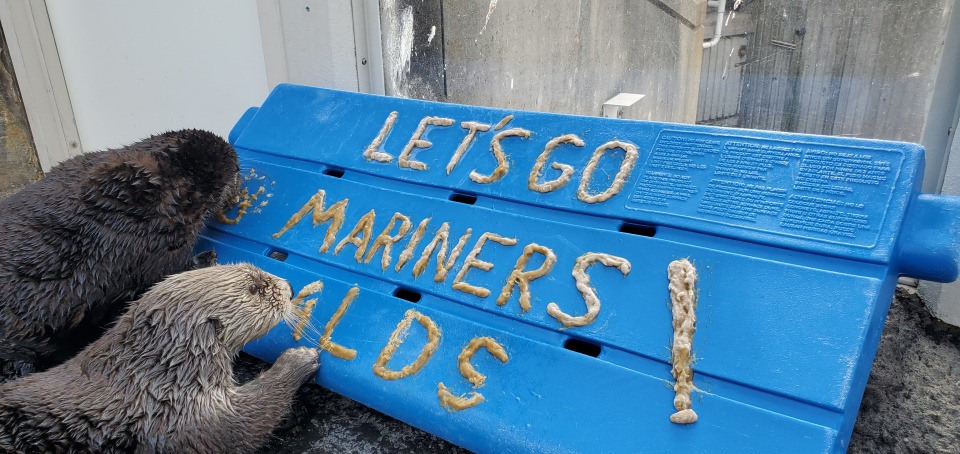Sea otters Mishka and Sekiu devouring a treat made of frozen fish that spells out "Let's go Mariners ALDS!"
