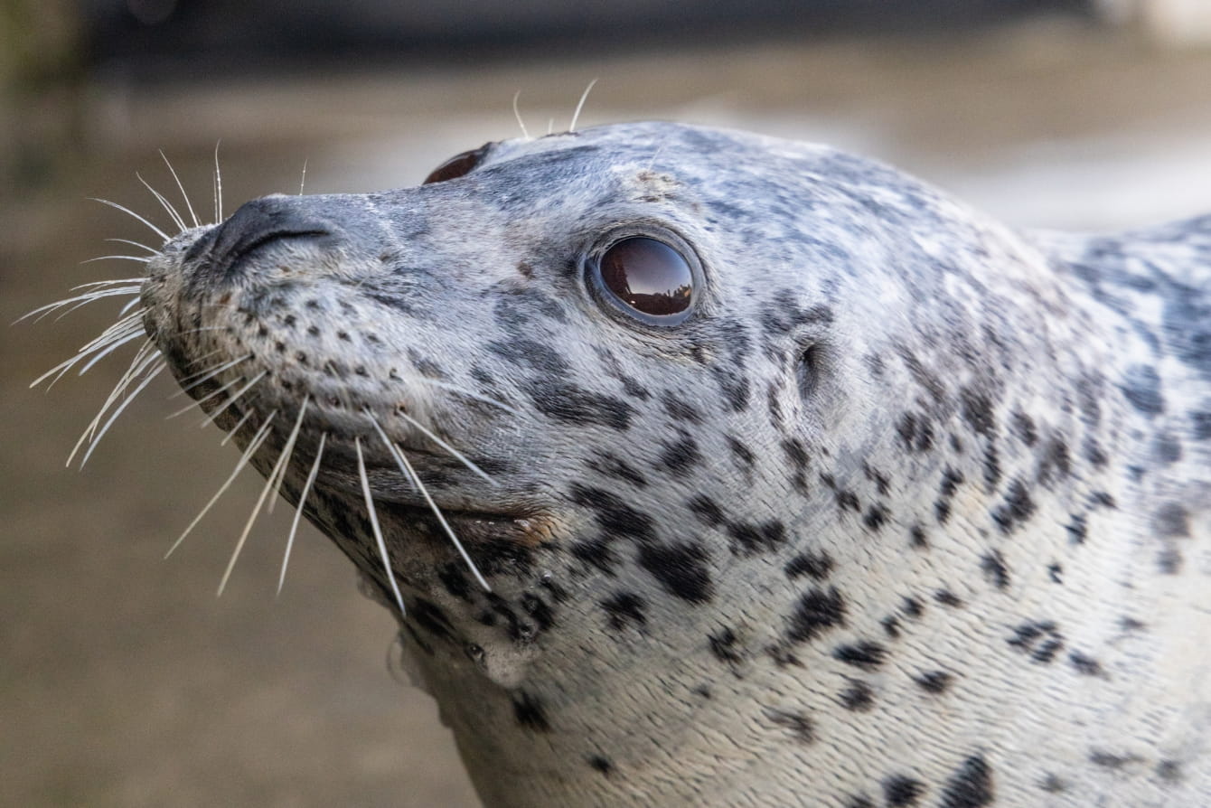 Quiz: Which marine species is your cozy season alter ego?