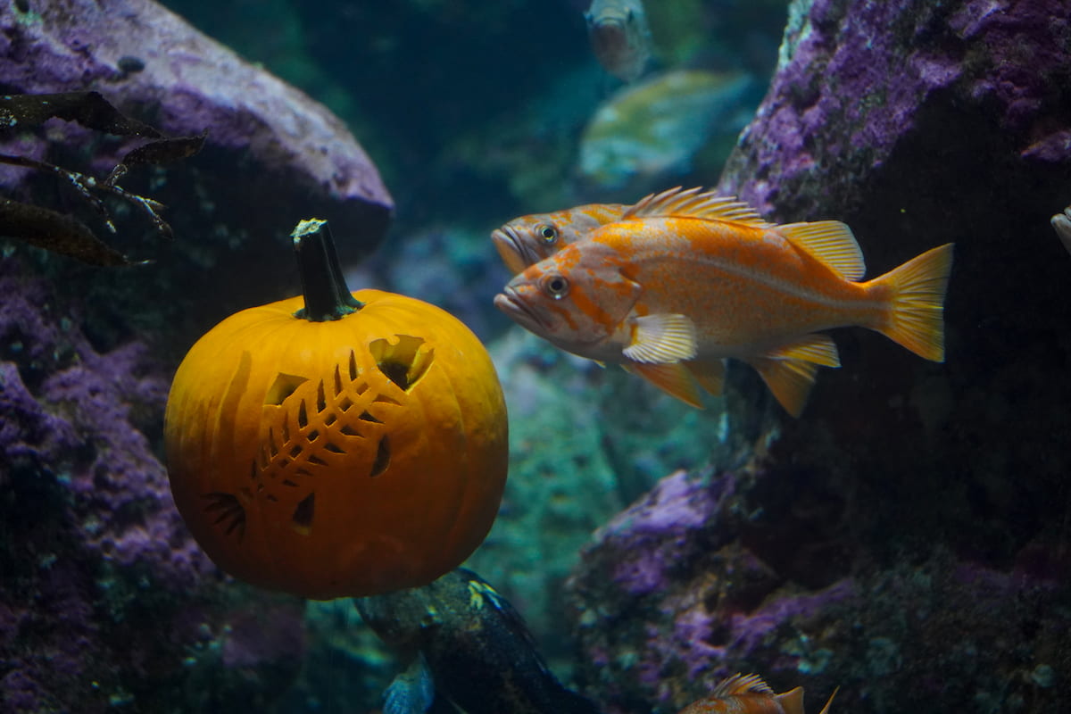 Halloween quiz: What’s your poison (or venom)?