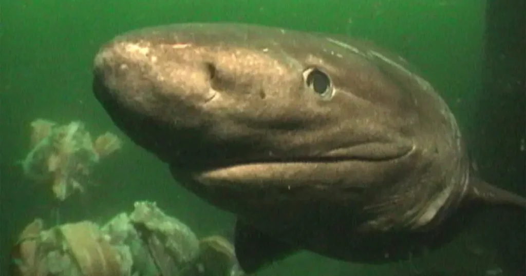 Sixgill shark swimming underwater.