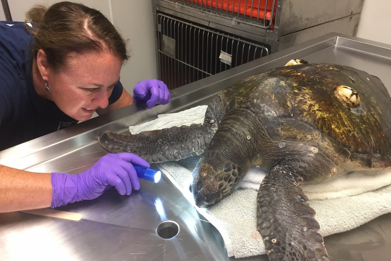 Dr. Harris performing an exam on a leatherback sea turtle.