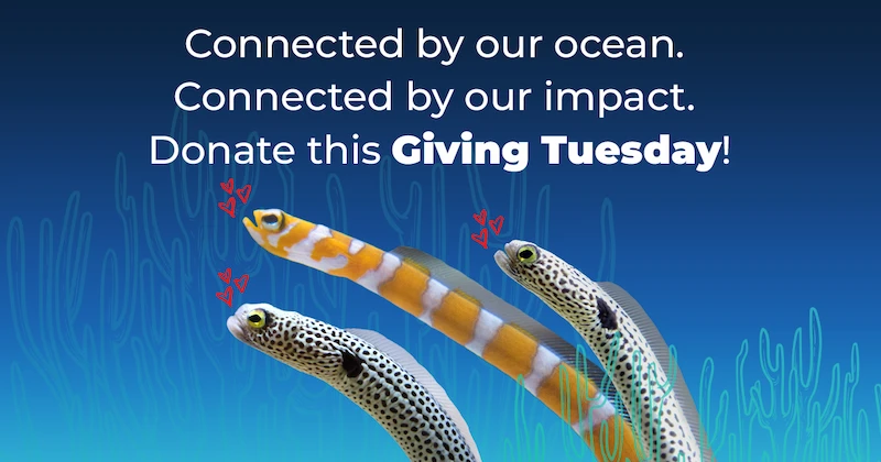 Connected by our ocean. Connected by our impact. Donate this Giving Tuesday! Photo three different garden eels, each with three smaller illustrated hearts near their heads, against an illustrated coral background.