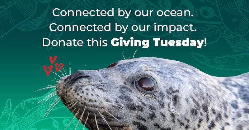Connected by our ocean. Connected by our impact. Donate this Giving Tuesday! Photo of a harbor seal with three illustrated hearts floating in front of its nose, against an illustrated background of kelp.