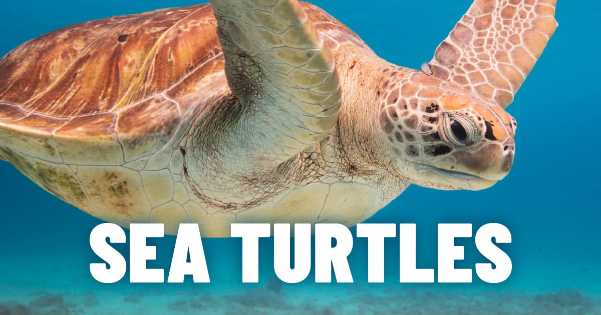 Lightning Talks: Turtles event image