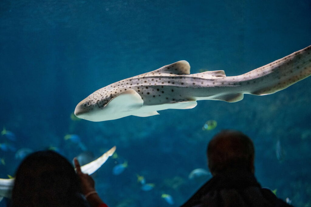 Indo-Pacific leopard shark Oatmeal swimming past the glass window of The Reef. Two Aquarium guests are silhouetted in the foreground.