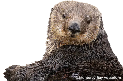 Southern sea otter Ruby looking forward with an outstretched paw. Image copyright Monterey Bay Aquarium.
