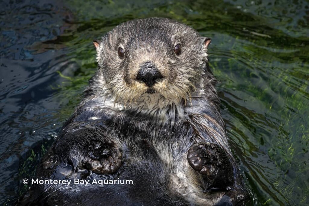 Ruby the sea otter floating on her back.