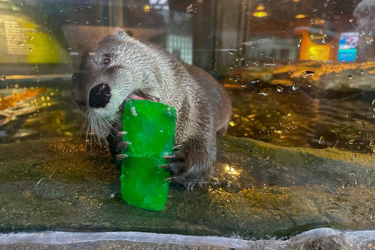 Taylor Ahanu Treat 1