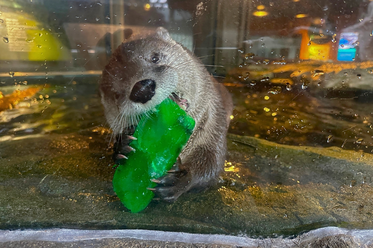 Taylor Ahanu Treat 2