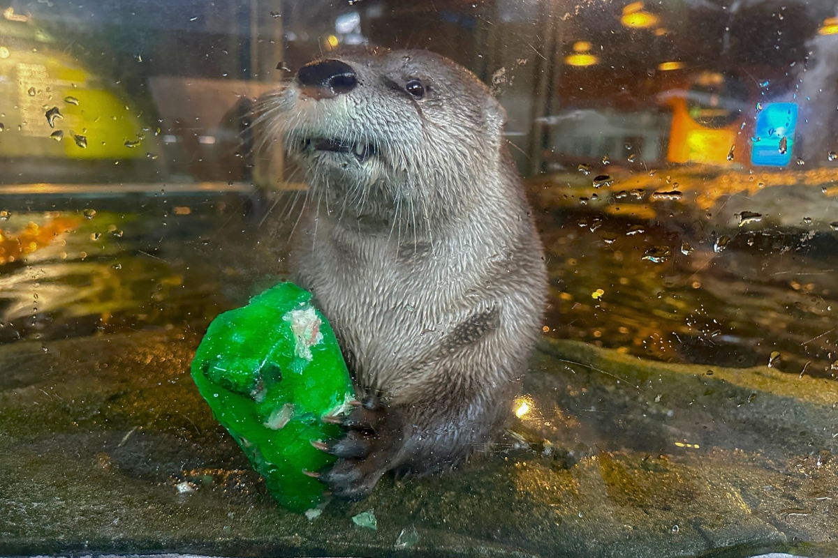 Taylor Ahanu Treat 3