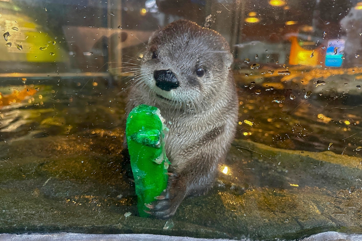 Taylor Ahanu Treat 4