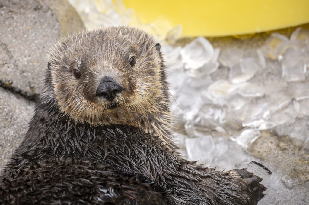 Ruby the sea otter laying atop a bed of ice cubes.