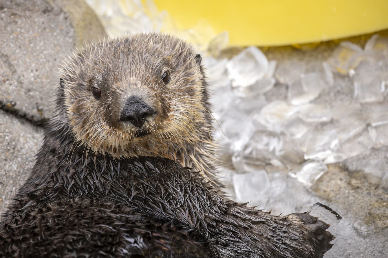 Ruby the sea otter laying atop a bed of ice cubes.