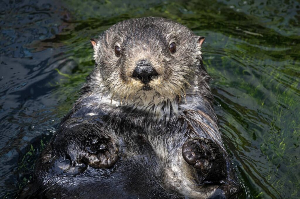Ruby the sea otter floating on her back.