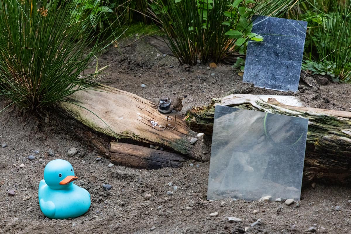 A killdeer standing near a mirror with a blue rubber duck.