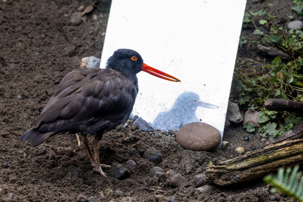 A black oystercatcher looking in a mirror.