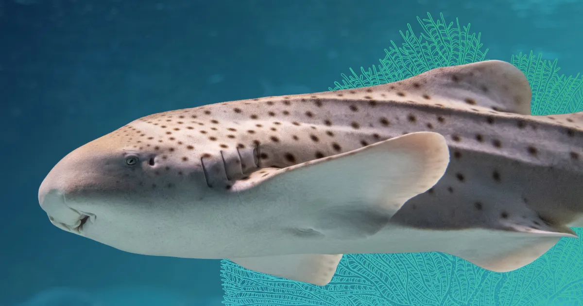 An Indo Pacific leopard shark seen from the side, placed against a backdrop of illustrated fan coral.
