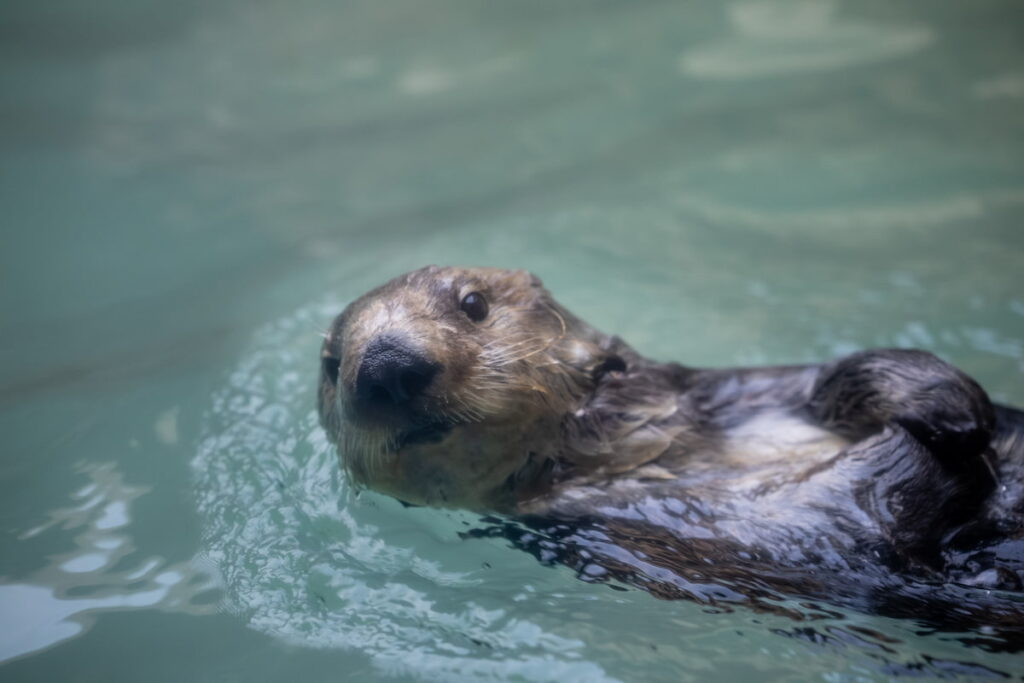 Ruby floating on her back.